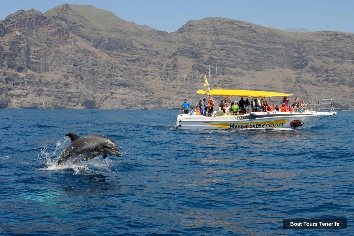 Boat Tours Tenerife – Dolphin & Whale Watching Cruise with Swim Stop