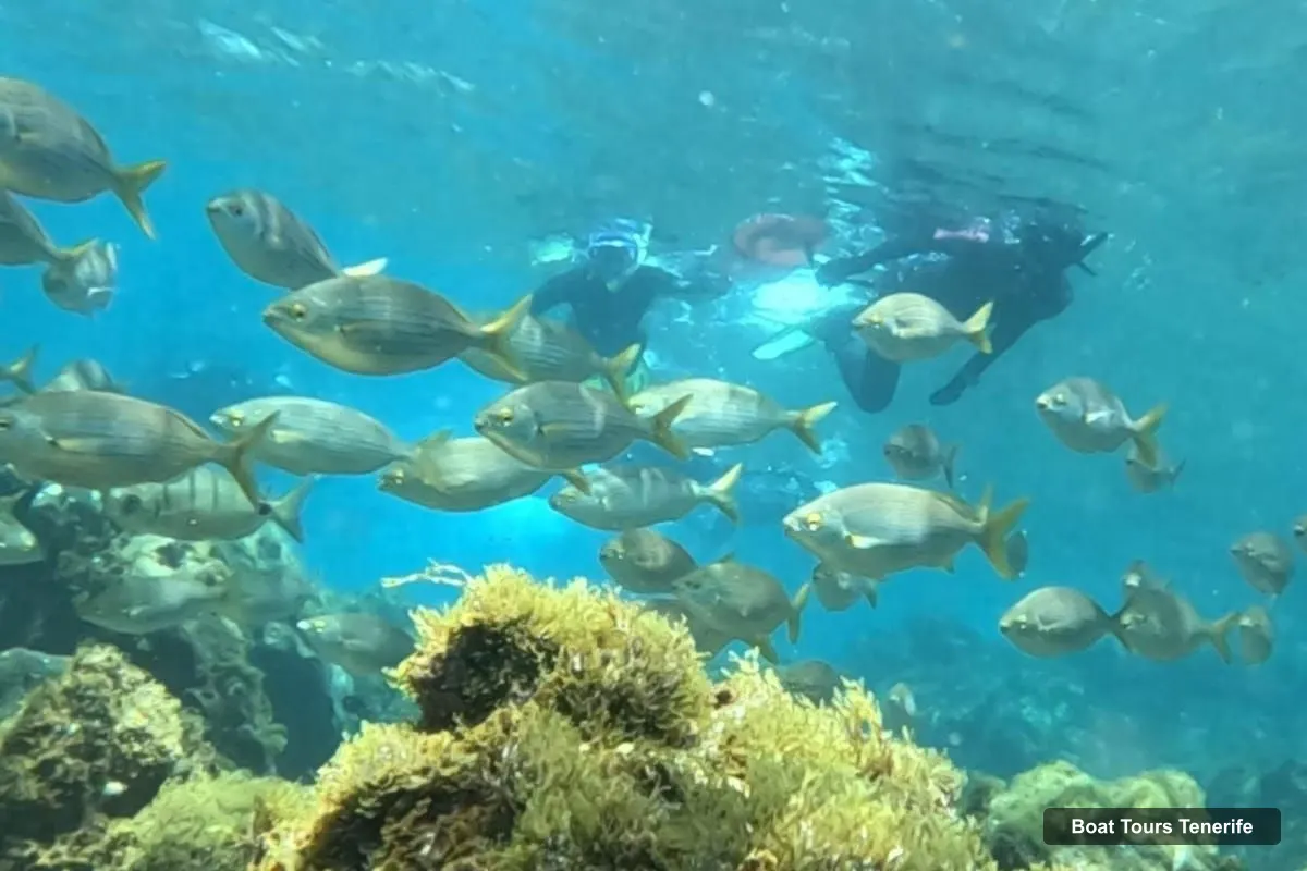 Boat Tours Tenerife – Snorkeling in a Marine Protected Area- Free Videos (photo 3)