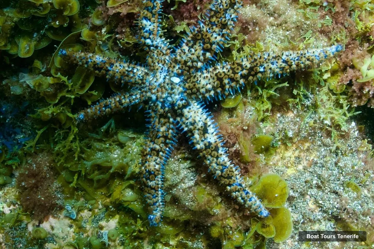Boat Tours Tenerife – Snorkeling in a Marine Protected Area- Free Videos (photo 4)