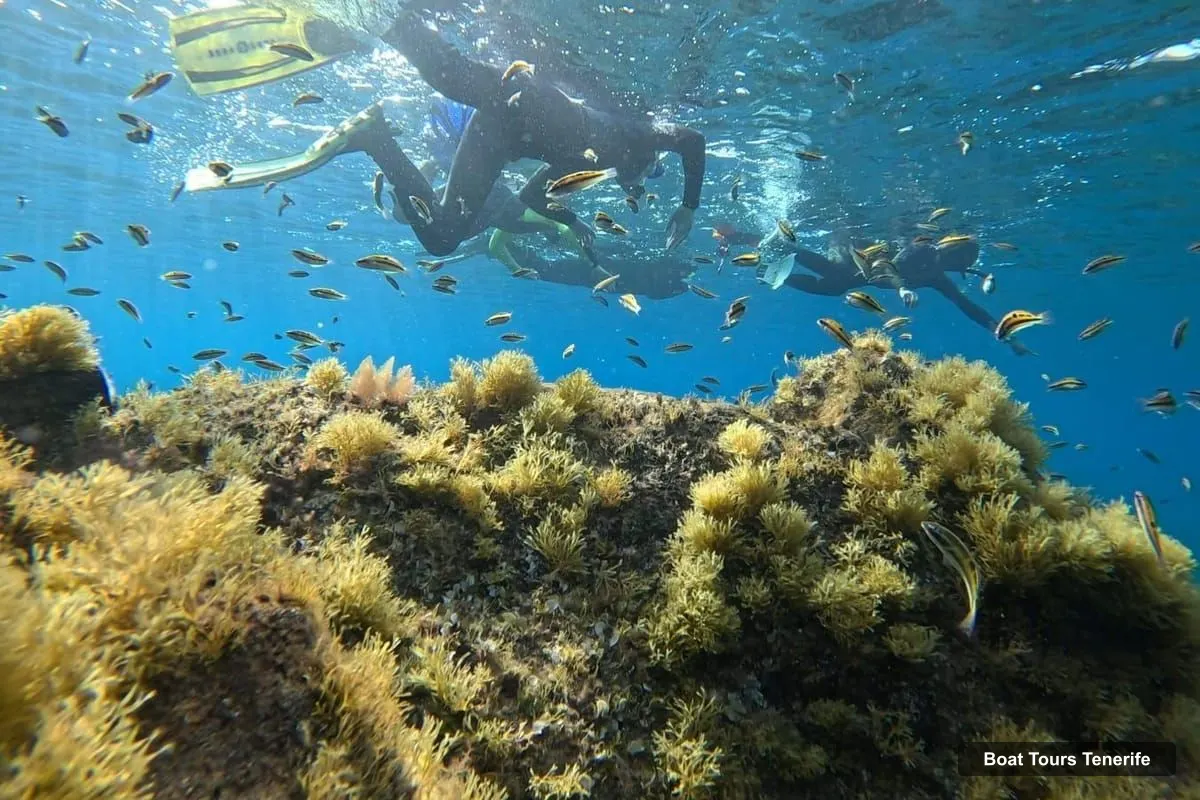 Boat Tours Tenerife – Snorkeling in a Marine Protected Area- Free Videos (photo 5)