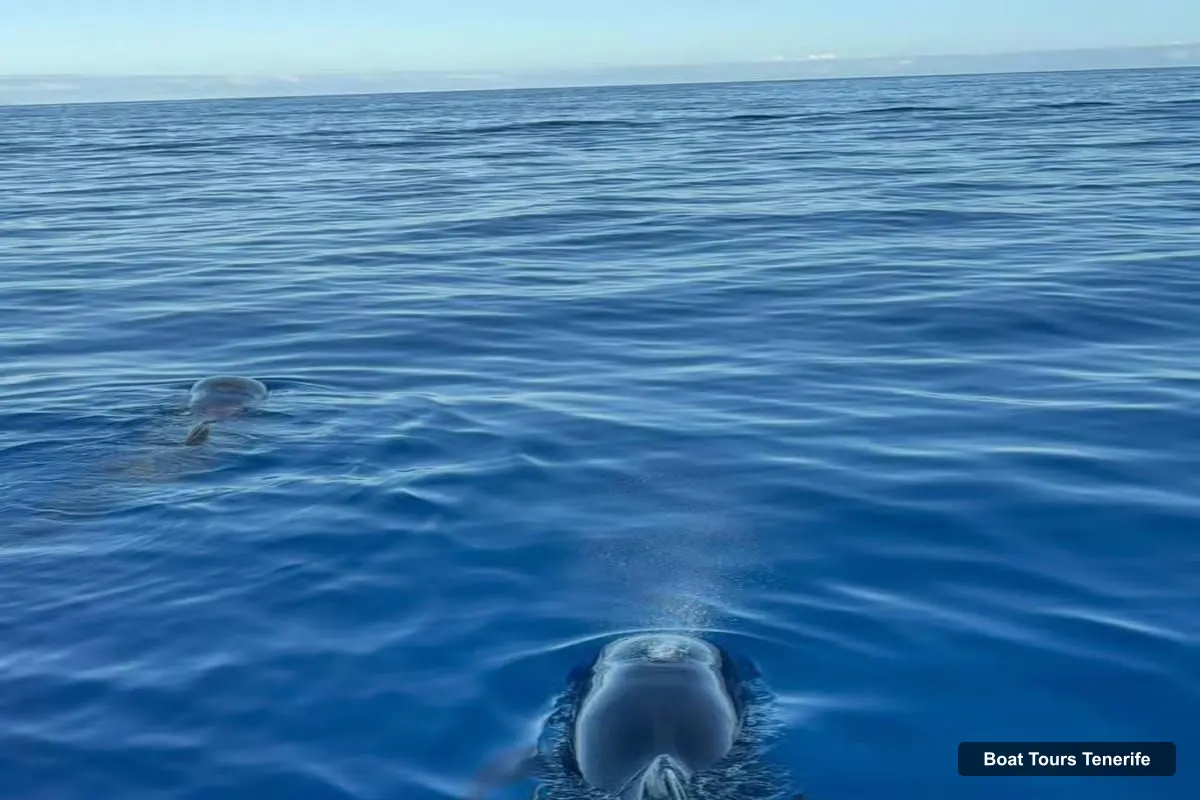Boat Tours Tenerife – Travelin’ Lady: Eco Yacht Whale & Dolphin Safari + Swim (photo 3)