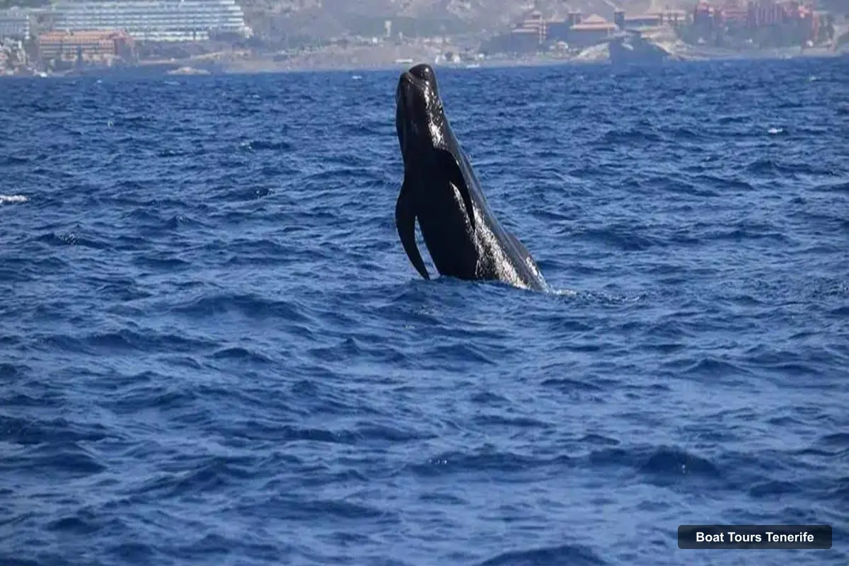 Boat Tours Tenerife – Travelin’ Lady: Eco Yacht Whale & Dolphin Safari + Swim (photo 4)