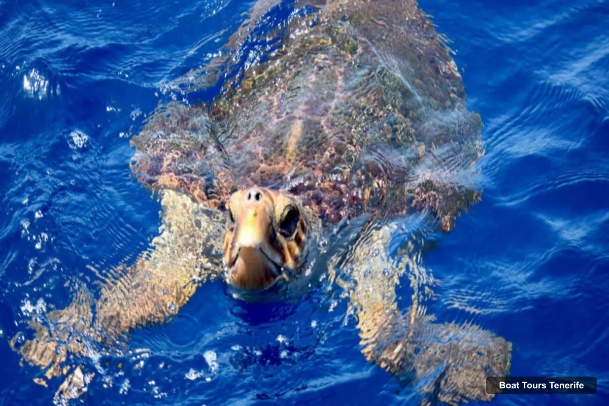 Boat Tours Tenerife – Travelin’ Lady: Eco Yacht Whale & Dolphin Safari + Swim (photo 5)