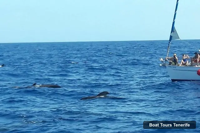 Monte Cristo Catamaran – Monte Cristo Catamaran, Tenerife – Tenerife Boat Trips