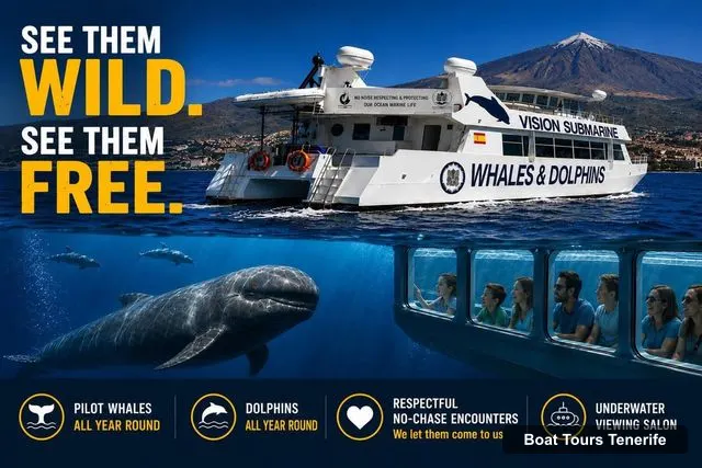 Tenerife Boat Trips – Eco No-Chase Respectful Whale & Dolphin Encounter