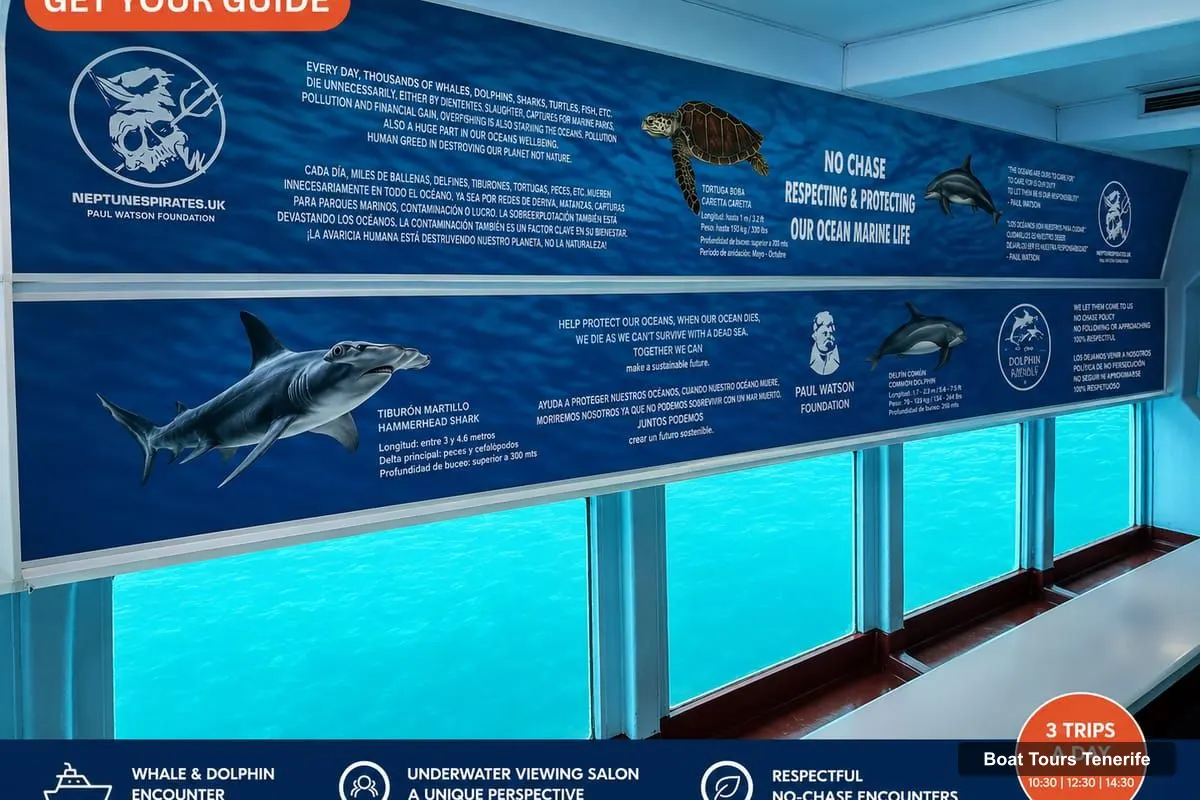 Tenerife Boat Trips – Eco No-Chase Respectful Whale & Dolphin Encounter (photo 3)