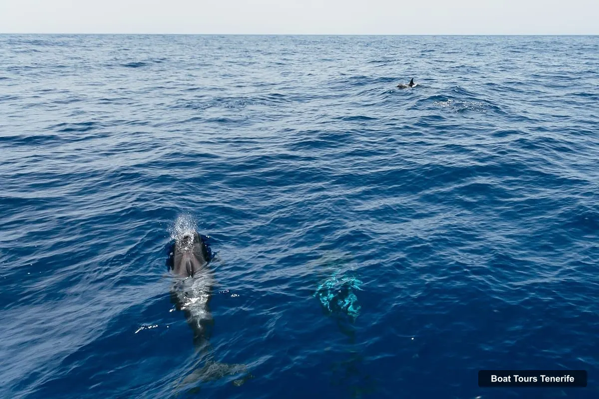 Tenerife Boat Trips – Whale Watching Catamaran Tour with Drinks (photo 2)