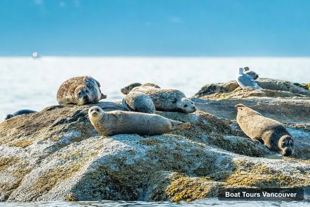 Vancouver Boat Cruises – City and Seals Boat Tour