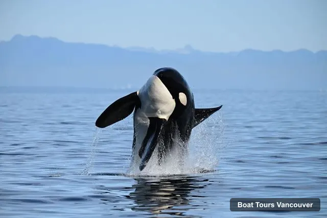 Boat Tours Vancouver – Whale & Wildlife Watching Tour with Free Photos