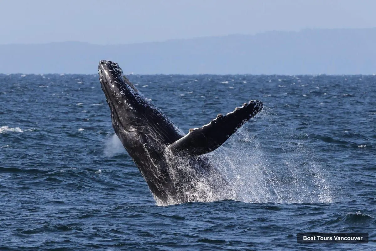 Boat Tours Vancouver – Whale & Wildlife Watching Tour with Free Photos (photo 2)