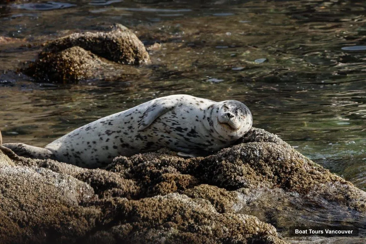 Boat Tours Vancouver – Whale & Wildlife Watching Tour with Free Photos (photo 3)