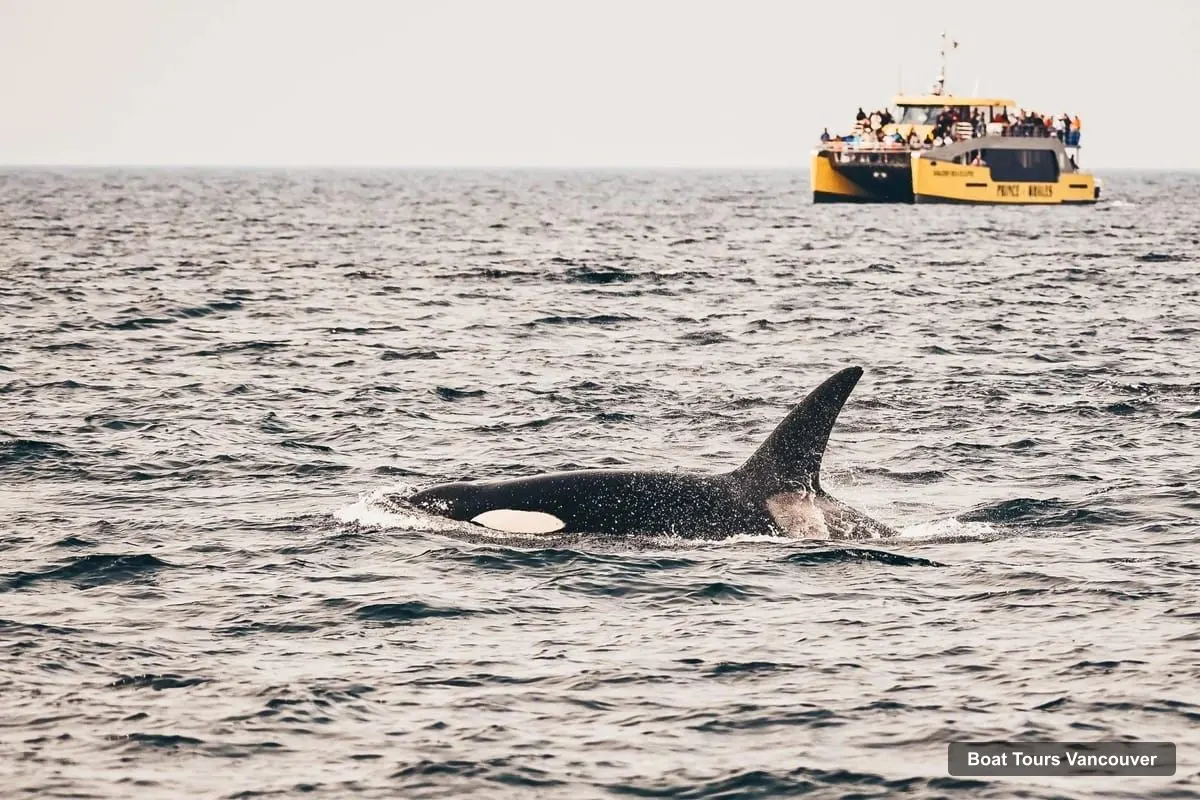 Boat Tours Vancouver – Whale & Wildlife Watching Tour with Free Photos (photo 5)