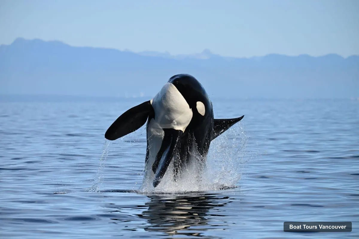 Boat Tours Vancouver – Whale & Wildlife Watching Tour with Free Photos