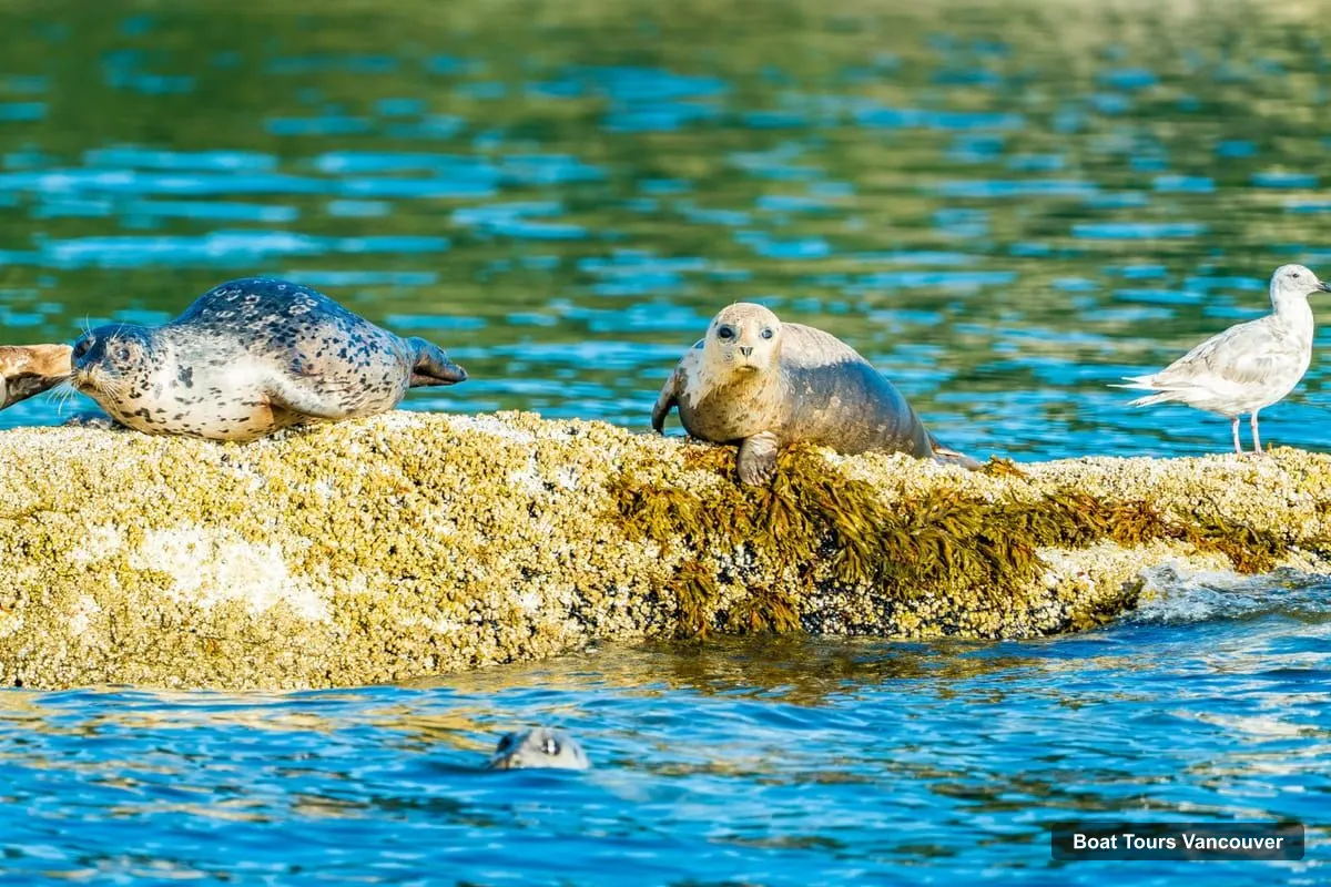 Vancouver Boat Cruises – City and Seals Boat Tour (photo 2)