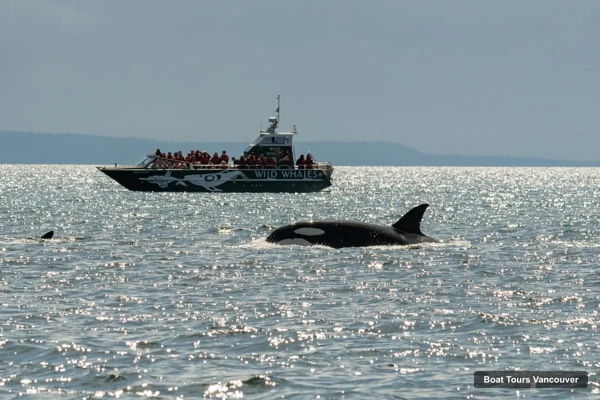 Vancouver Boat Cruises – Open-Air Whale Watching from Granville Island (photo 2)