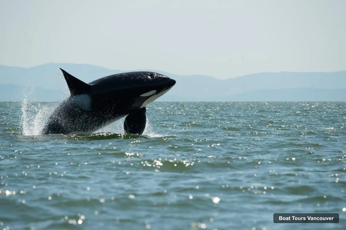 Vancouver Boat Cruises – Open-Air Whale Watching from Granville Island (photo 3)