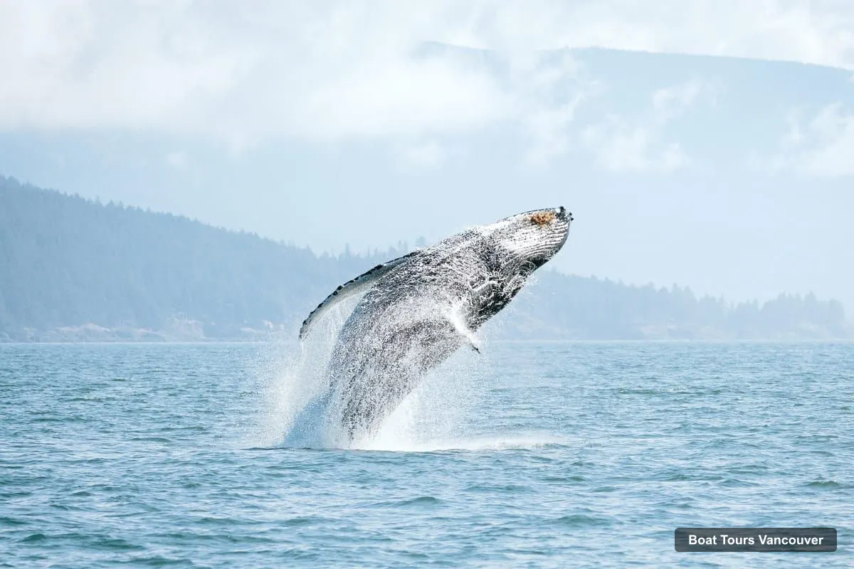 Vancouver Boat Cruises – Open-Air Whale Watching from Granville Island (photo 4)