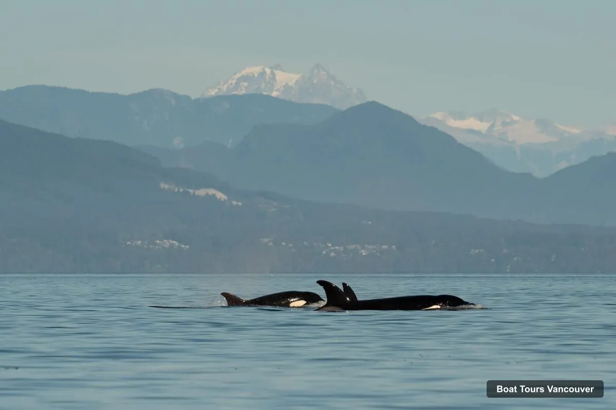 Vancouver Boat Cruises – Open-Air Whale Watching from Granville Island (photo 5)