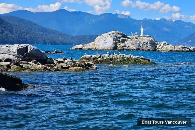 Vancouver Harbor Cruise – Seal Boat Tour with Snorkel & Kayak Options