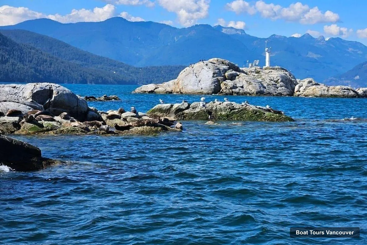 Vancouver Harbor Cruise – Seal Boat Tour with Snorkel & Kayak Options
