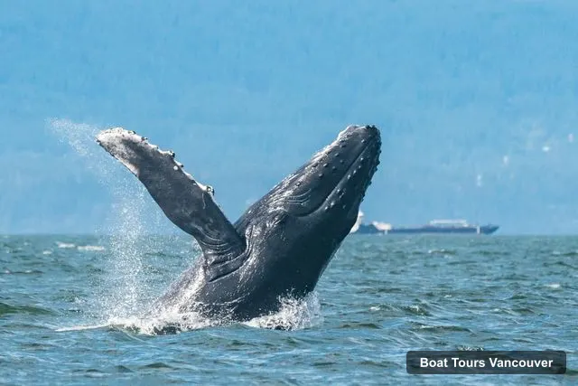 Vancouver Harbor Cruise – Whale Watching Tour with Guide