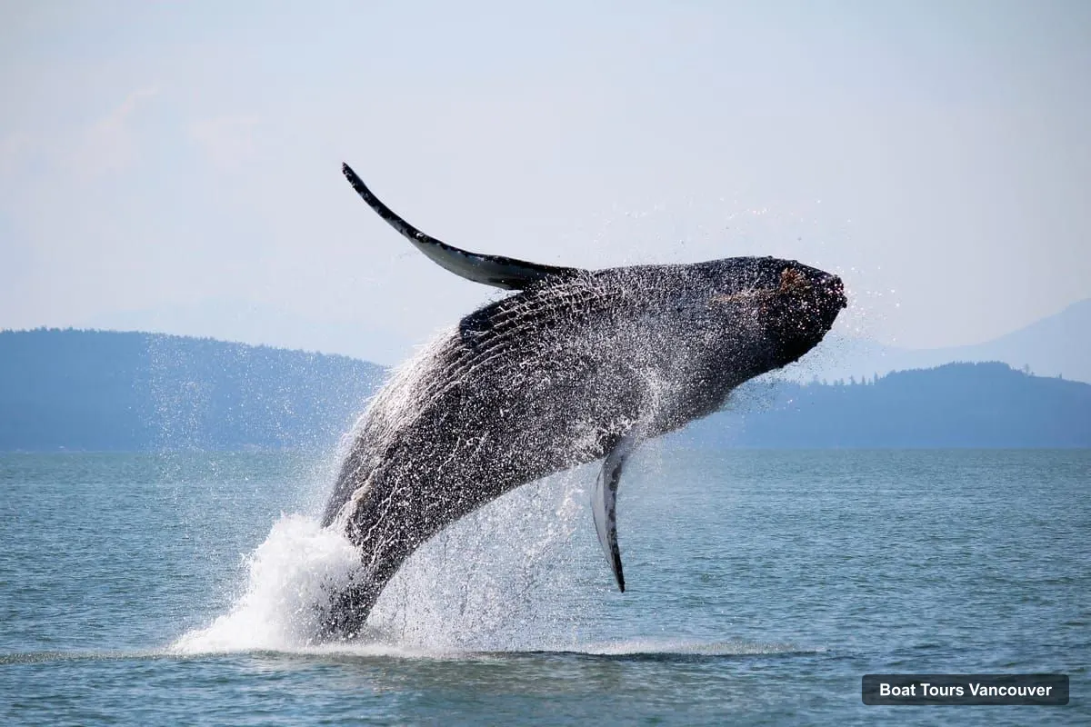 Vancouver Harbor Cruise – Whale Watching Tour with Guide (photo 5)