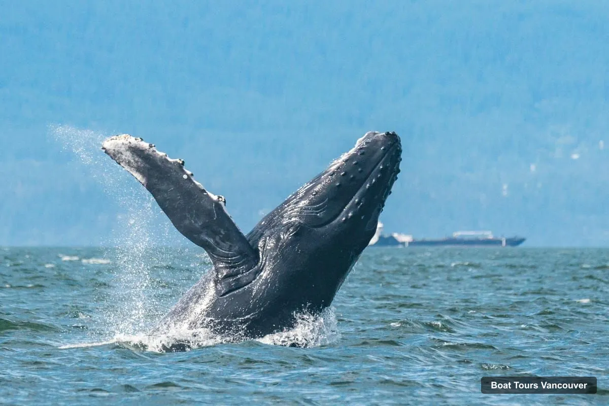 Vancouver Harbor Cruise – Whale Watching Tour with Guide
